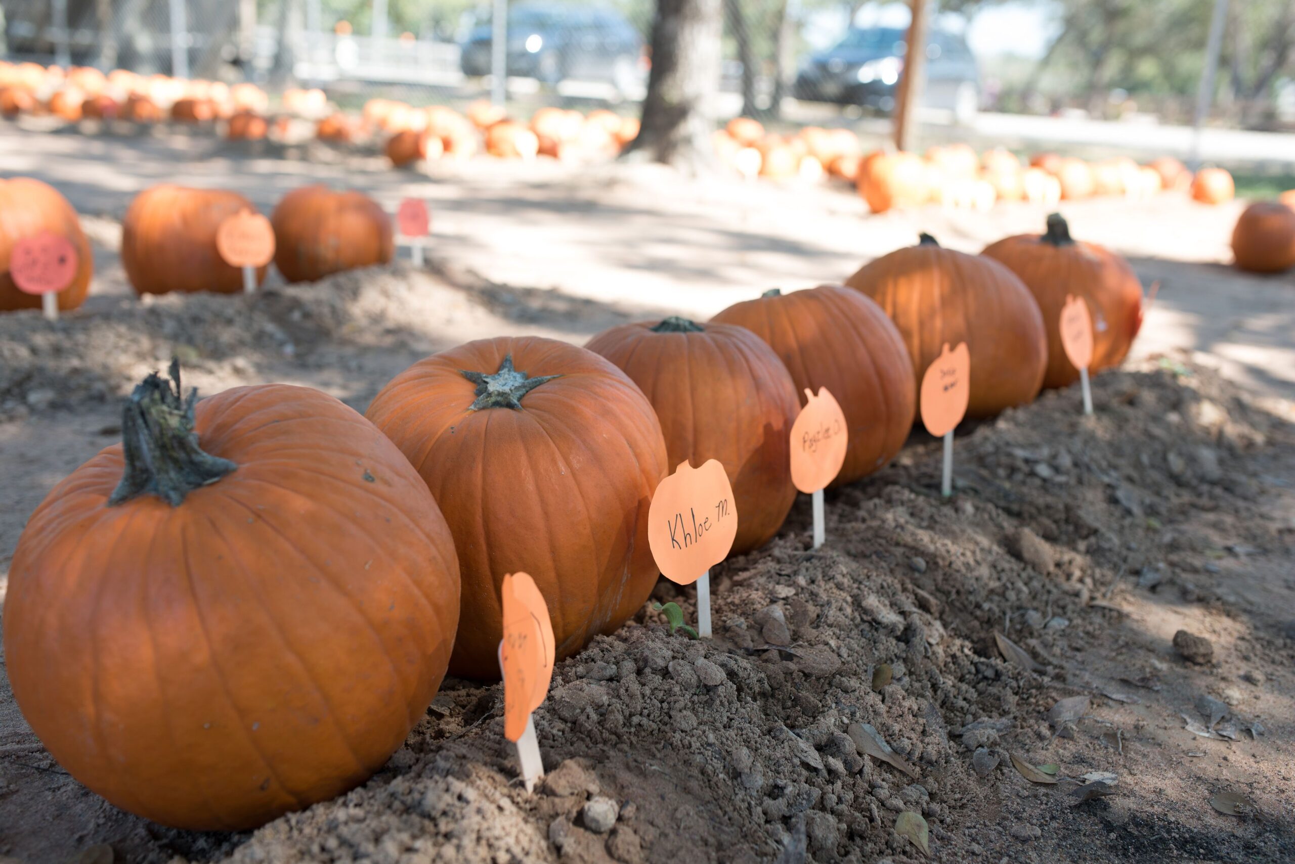 Pumpkins in a pumpkin patch with names on them.